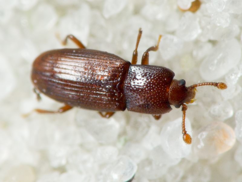 Cerylon ferrugineum Stephens, 1830